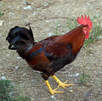 pepoi-1.jpg (138.64 KiB) Osservato 1860 volte pepoi-1.jpg