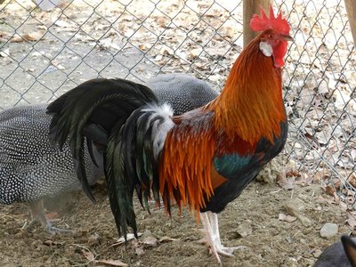 Ecco il Galletto! / DSCN0716.jpg DSCN0716.jpg