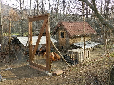 Il mio Pollaio / DSCN0767.JPG DSCN0767.JPG