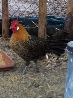 moschettata oro / foto (21).JPG foto (21).JPG