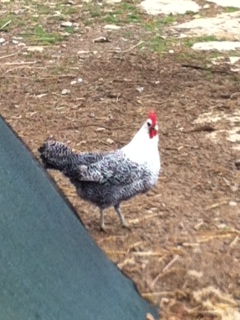 moschettata argento / foto (23).JPG foto (23).JPG