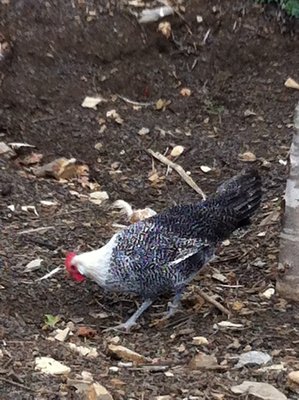 moschettata argento di 5 mesi / Immagine 078 (Custom).jpg Immagine 078 (Custom).jpg