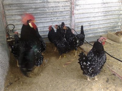 02012012663.jpg (96.13 KiB) Osservato 811 volte 02012012663.jpg