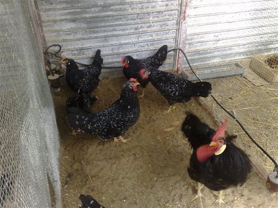 02012012666.jpg (96.17 KiB) Osservato 811 volte 02012012666.jpg