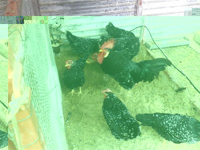 02012012668.jpg (96.5 KiB) Osservato 811 volte 02012012668.jpg