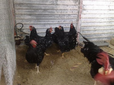 02012012664.jpg (85.08 KiB) Osservato 811 volte 02012012664.jpg