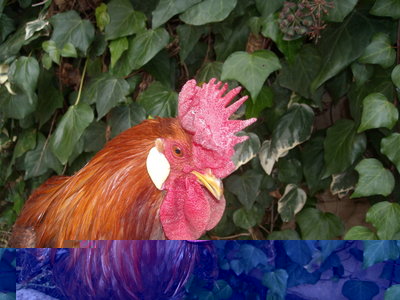 30-01-'12 001.jpg (238.33 KiB) Osservato 1103 volte 30-01-'12 001.jpg