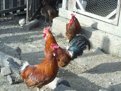 30-01-'12 043.jpg (334.52 KiB) Osservato 1103 volte 30-01-'12 043.jpg