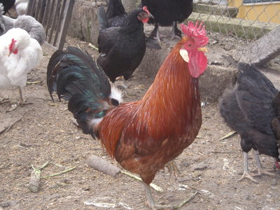 30-01-'12 031.jpg (298.72 KiB) Osservato 1103 volte 30-01-'12 031.jpg