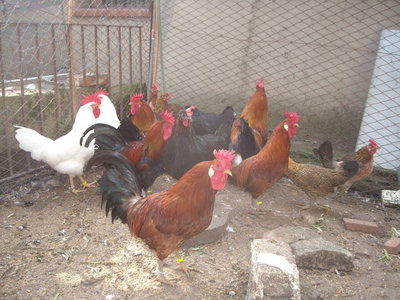 30-01-'12 047.jpg (293.21 KiB) Osservato 1103 volte 30-01-'12 047.jpg