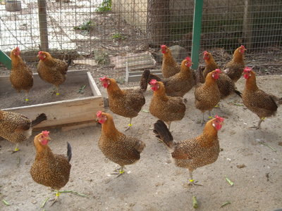 30-01-'12 050.jpg (332.63 KiB) Osservato 1103 volte 30-01-'12 050.jpg