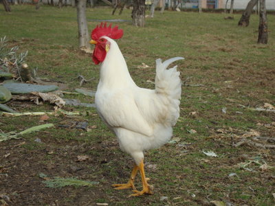 gallo / DSC02417.JPG DSC02417.JPG