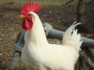gallo / DSC02420.JPG DSC02420.JPG