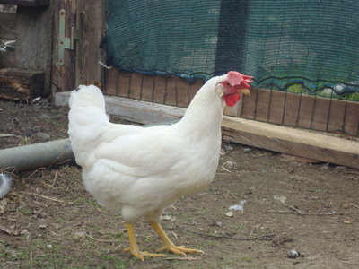 gallina / DSC02419.JPG DSC02419.JPG