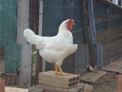 gallina / DSC02418.JPG DSC02418.JPG