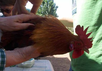 Prof.ssa Manuela Gualtieri durante gli esami sul campo / esami unifi 1.jpg esami unifi 1.jpg