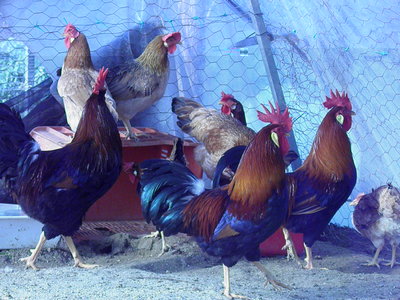 P1120311.JPG (730.89 KiB) Osservato 2108 volte P1120311.JPG