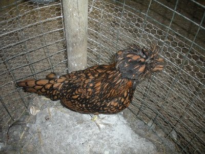 Padovana3.JPG (394.7 KiB) Osservato 1164 volte Padovana3.JPG