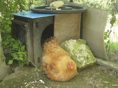 Lionata con i piccoli sotto davanti al nidocassa / lioK e cassa - IMG_7676.jpg lioK e cassa - IMG_7676.jpg