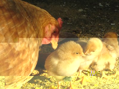 lioK e baby lio di 3 e 4 giorni / liok e baby lio - IMG_7829.jpg liok e baby lio - IMG_7829.jpg