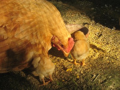 liok e due baby lionata / liok e duebabylio - IMG_7838.jpg liok e duebabylio - IMG_7838.jpg