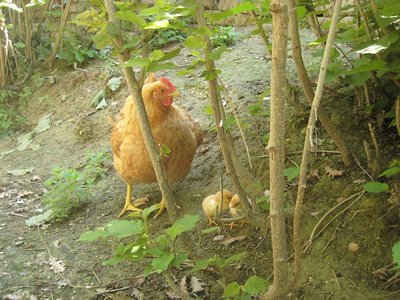 lionata in giro con baby lio di 3 giorni / liok a spasso - IMG_7678.jpg liok a spasso - IMG_7678.jpg