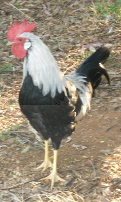 galletto collo argento.jpg (58.71 KiB) Osservato 3212 volte galletto collo argento.jpg