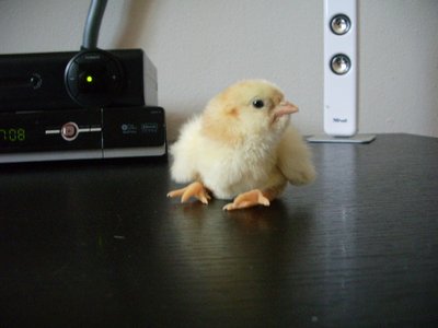 boffino1.JPG (239.36 KiB) Osservato 818 volte boffino1.JPG