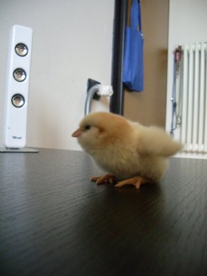 boffino2.JPG (125.75 KiB) Osservato 817 volte boffino2.JPG