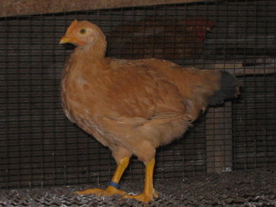 IMG_3569.JPG (99.42 KiB) Osservato 1085 volte IMG_3569.JPG