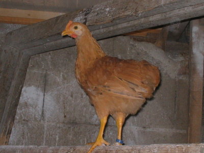 IMG_3566.JPG (104.98 KiB) Osservato 1085 volte IMG_3566.JPG