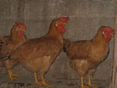 IMG_3585.JPG (105.5 KiB) Osservato 1084 volte IMG_3585.JPG