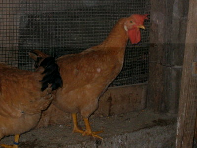 IMG_3576.JPG (104.85 KiB) Osservato 1084 volte IMG_3576.JPG