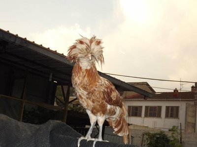 ...il galletto XD, l'unico che ho in effetti / il galletto.jpg il galletto.jpg