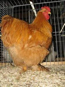 Cocincina fulva.jpg Cocincina fulva.jpg