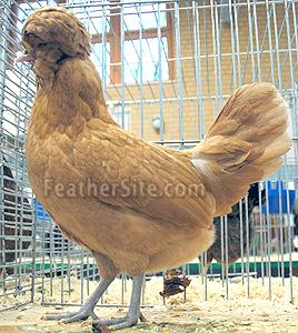 BuffCrBrdBuffPolP.jpg BuffCrBrdBuffPolP.jpg