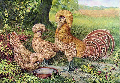 buff_laced_polish_thumb_large_popup.jpg (97.93 KiB) Osservato 1256 volte buff_laced_polish_thumb_large_popup.jpg