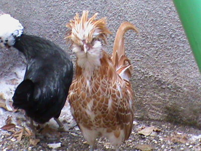 DSC00809.JPG (146.9 KiB) Osservato 1305 volte DSC00809.JPG