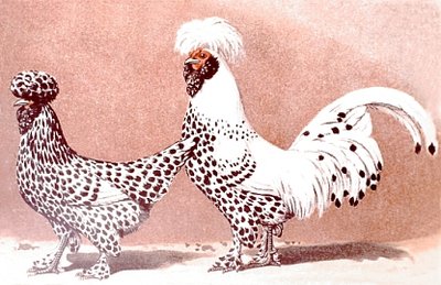 010fig010%20Pavlov%20argento.jpg (112.18 KiB) Osservato 1266 volte 010fig010%20Pavlov%20argento.jpg