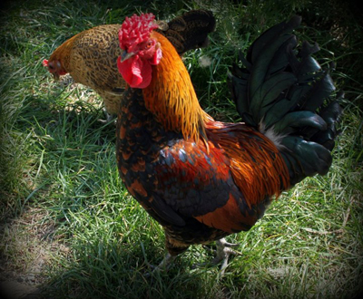 556465_295668620505462_324686866_n.jpg 556465_295668620505462_324686866_n.jpg