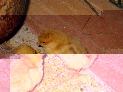 baby lio in standard - IMG_9107.jpg (145.32 KiB) Osservato 967 volte baby lio in standard - IMG_9107.jpg