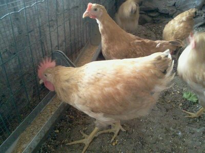 rps20120913_190338_228.jpg (64.25 KiB) Osservato 1067 volte rps20120913_190338_228.jpg