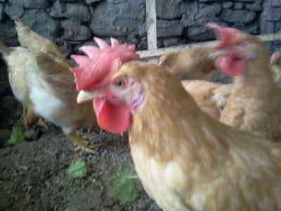 rps20120913_190240_439.jpg (62.03 KiB) Osservato 1067 volte rps20120913_190240_439.jpg