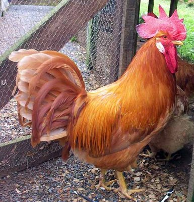 Leghorn Inglese allevato e selezionato  in Australia. / LeghornBuff.jpg LeghornBuff.jpg