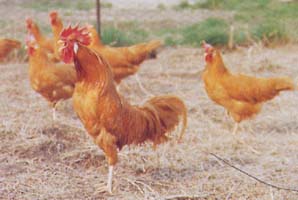 xLivFulva.jpg xLivFulva.jpg