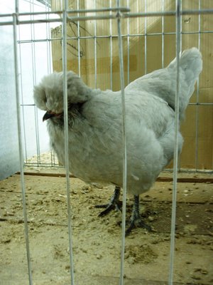 poultry show may 2010 005.jpg (220.51 KiB) Osservato 1076 volte poultry show may 2010 005.jpg