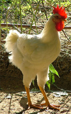 pollo1.jpg