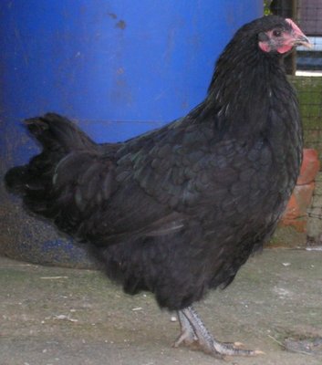 livorno_1.jpg (83.81 KiB) Osservato 1116 volte livorno_1.jpg