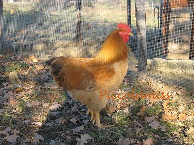 Alex Lionata / Alex Lionata - IMG_0356.jpg Alex Lionata - IMG_0356.jpg