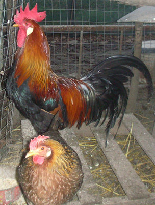 Coppia livorno collo oro / coppia livorno collo oro.jpg coppia livorno collo oro.jpg